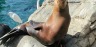 Sea Lion Sunbathing Sea World